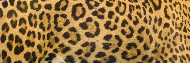 Jaguar, luipaard en ocelot huid textuur achtergrond