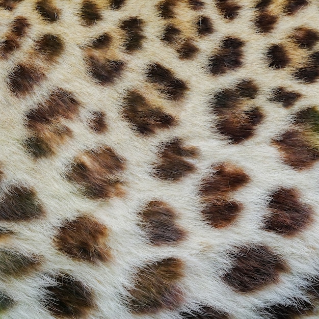 Jaguar, luipaard en ocelot huidtextuur.