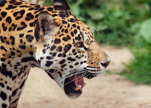 Jaguar met open mond, Panthera onca