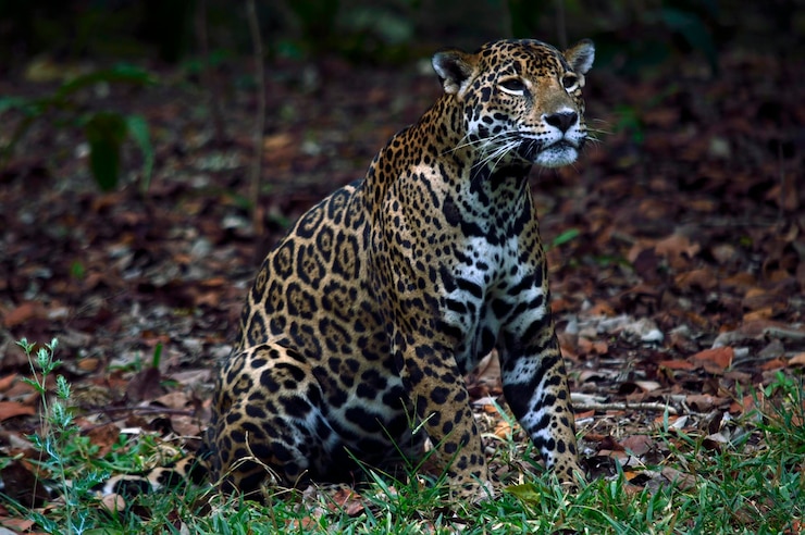 Foto jaguar ontspant zich op het veld