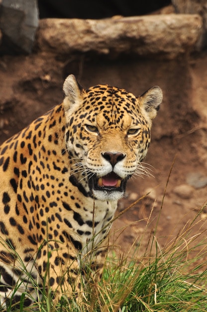 Jaguar portrait