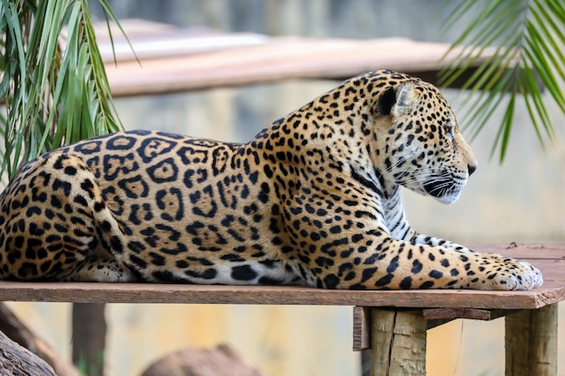 A jaguar rests on a platform in a zoo.