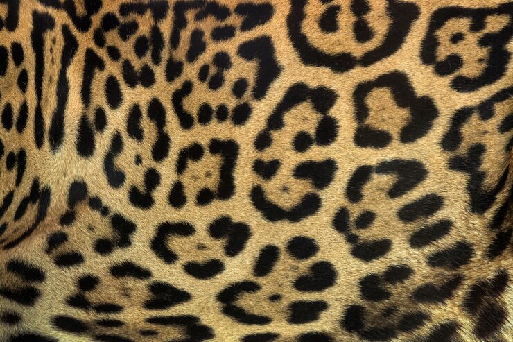 A jaguar skin