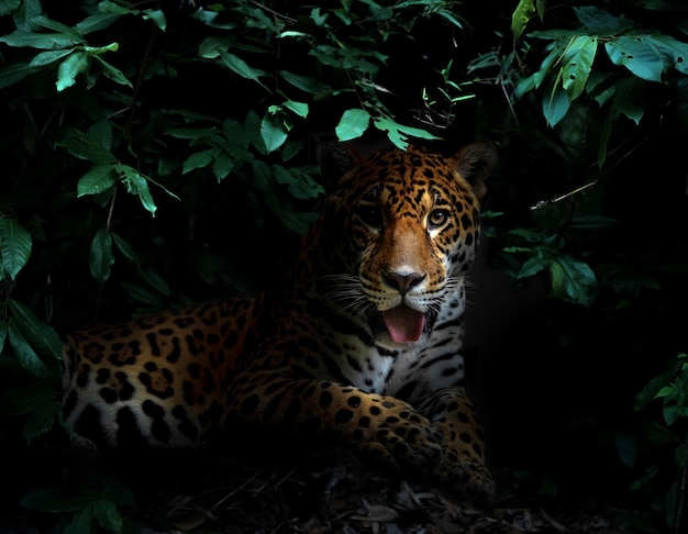 Jaguar in tropical rainforest at night