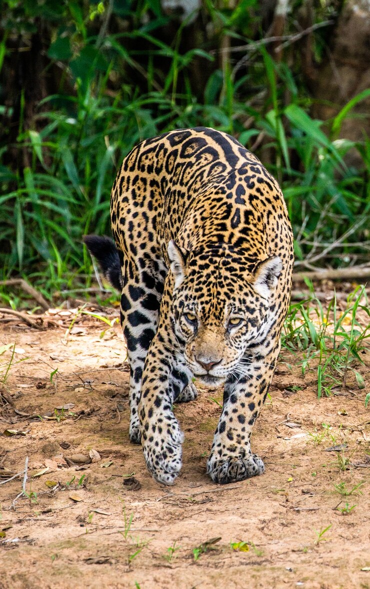 Foto jaguar tussen de jungle.