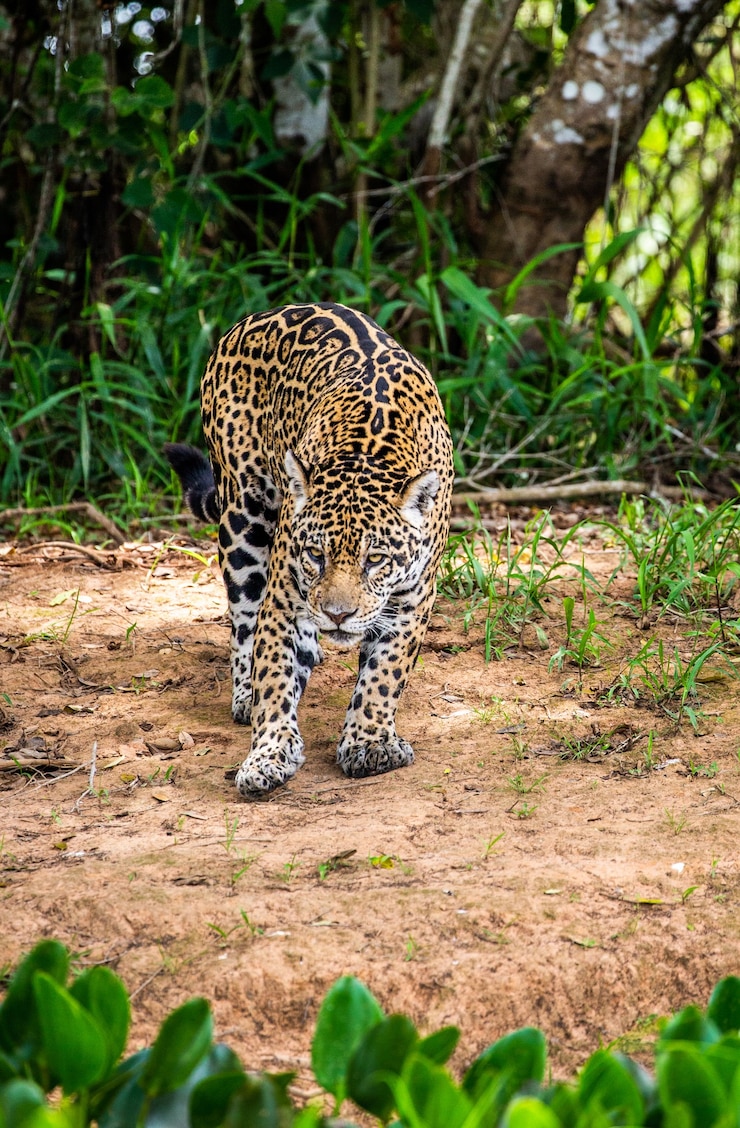 Foto jaguar tussen de jungle.