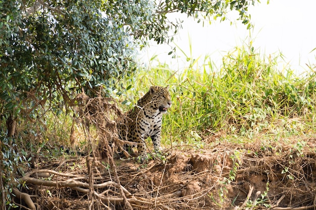 Jaguar uit Pantanal Brazilië