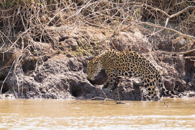 Jaguar uit Pantanal Brazilië