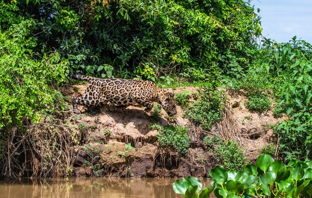 Jaguar valt zijn prooi aan.