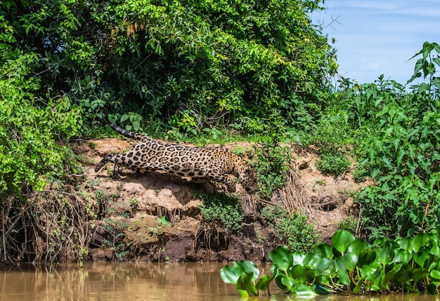 Jaguar valt zijn prooi aan.