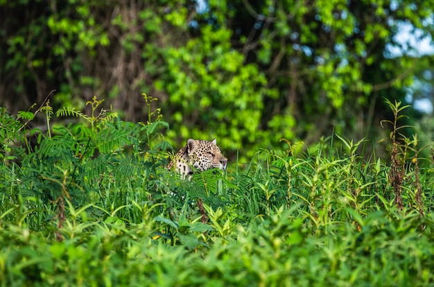 Jaguar verstopt zich in het gras.