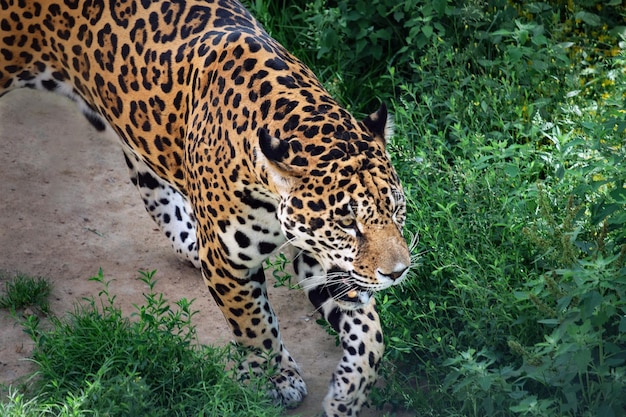 Jaguar walking with mouth open, Panthera onca