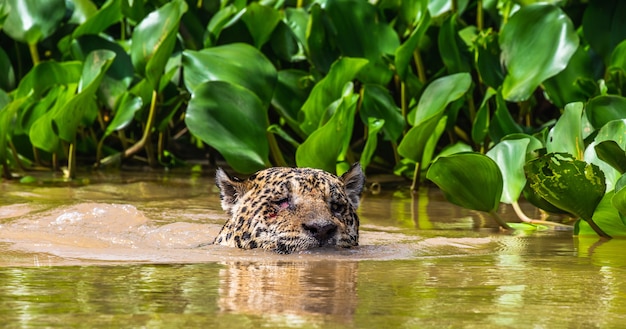 Jaguar zwemt in de rivier.