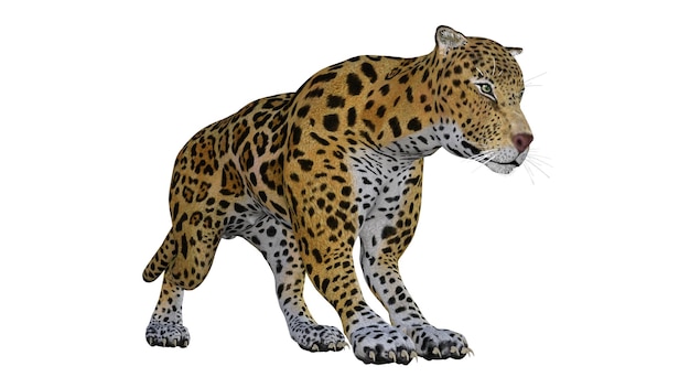 Jaguar