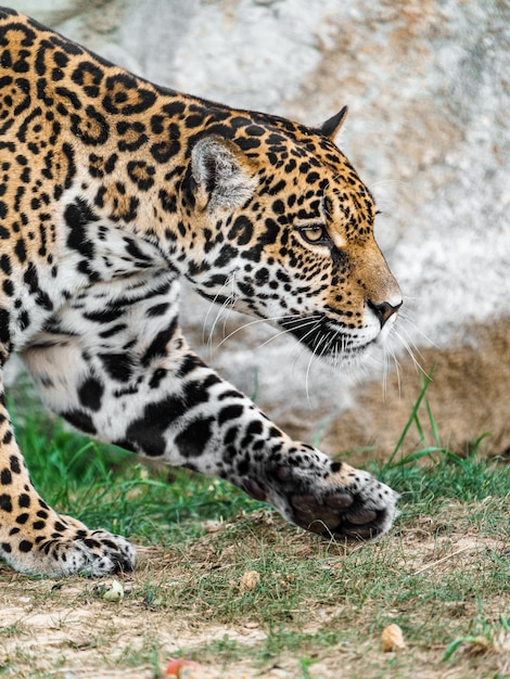 Jaguar