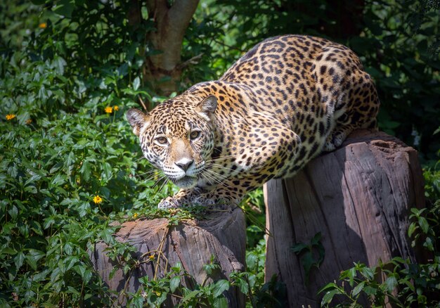 Jaguars hout keek naar het slachtoffer.