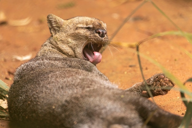 The jaguarundi (Herpailurus yagouaroundi, is a wild cat native to the Americas.