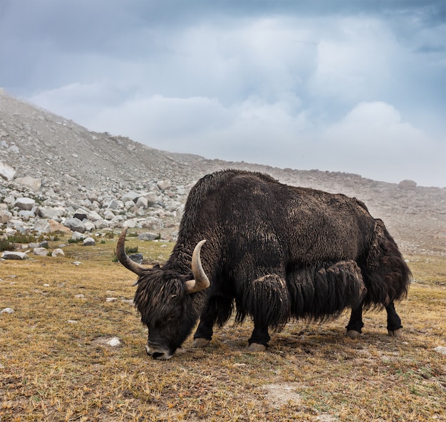 Jakken grazen in de Himalaya