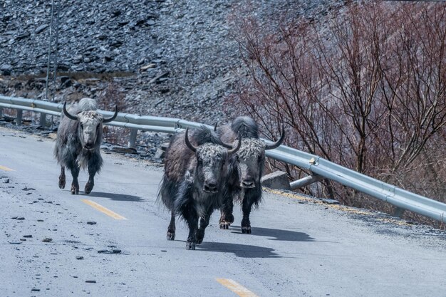 Foto jakken lopen op de weg in het noorden van pakistan