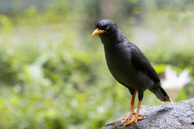 Jalak kebo Acridotheres javanicus bird closeup on the rock