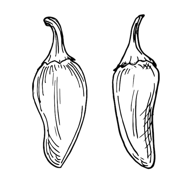 Jalapeno groene hete pepers vector illustratie geïsoleerd op een witte achtergrond Chili peper hand getrokken inkt Hete peper zwart wit grafisch ontwerpelement voor het verpakken van menu markt pakket