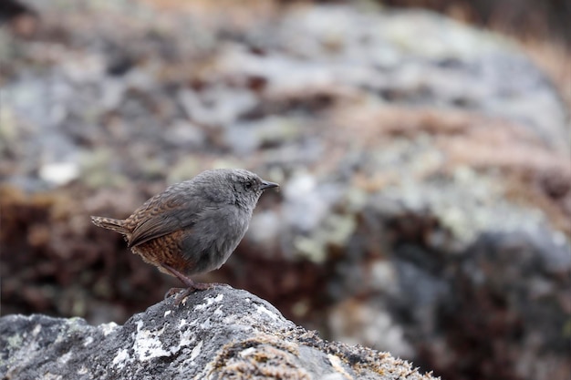 Jalca tapaculo scytalopus frankeae una nuova specie per la scienza un piccolo esemplare