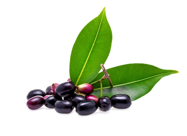 Jambolan plum or Java plum on white background