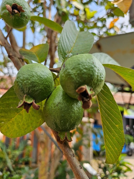 Foto jambu biji merah psidium guajava o jambu batu jambu siki jambu klutuk