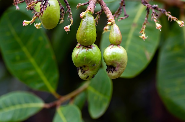 Jambu Mete, 캐슈 씨앗 및 캐슈 사과 액세서리 어린 과일(anacardium Occidentale L.)과 개미.