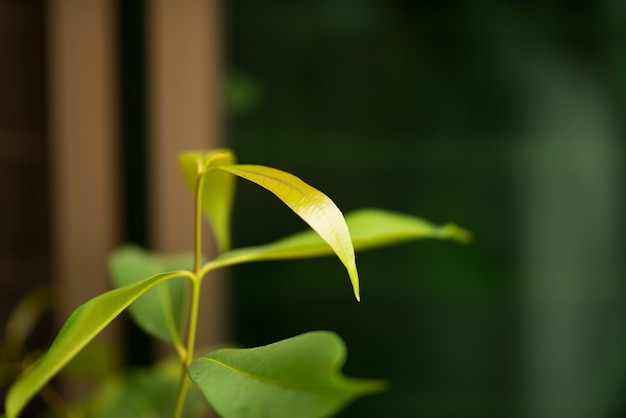 Jambul bladeren, Java pruim of jambul bladeren groen