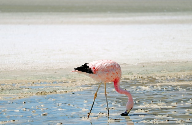 James's flamingo grazen in laguna hedionda, het zoute meer op de andes altiplano, bolivia