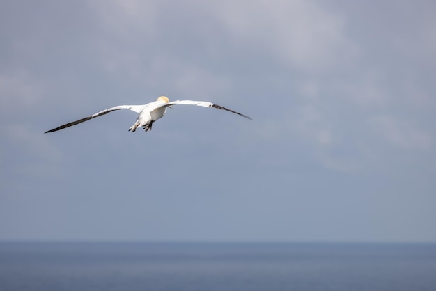 Jan van Genten Morus bassanus tijdens de vlucht bij Bempton Cliffs in Yorkshire