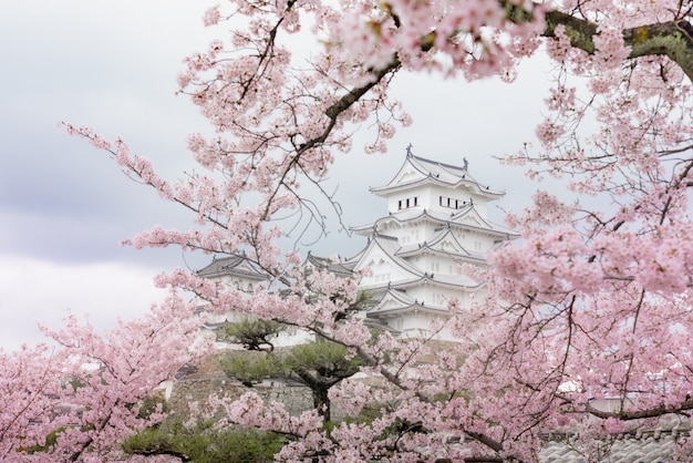 Japan himeji castle , white heron castle in beautiful sakura\
cherry blossom season