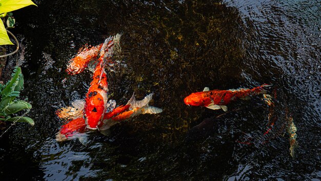 Japan koi fish or Fancy Carp swimming in a black pond fish pond Popular pets for relaxation and feng shui meaning Popular pets among people Asians love to raise it for good fortune