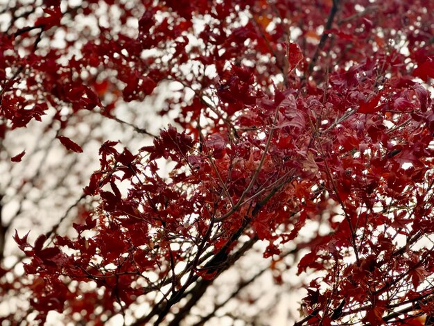 Japan kyoto fall foliage maple tree maple leaves autumn colour