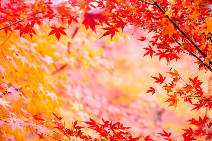 秋の季節の自然の背景の日本カエデの葉
