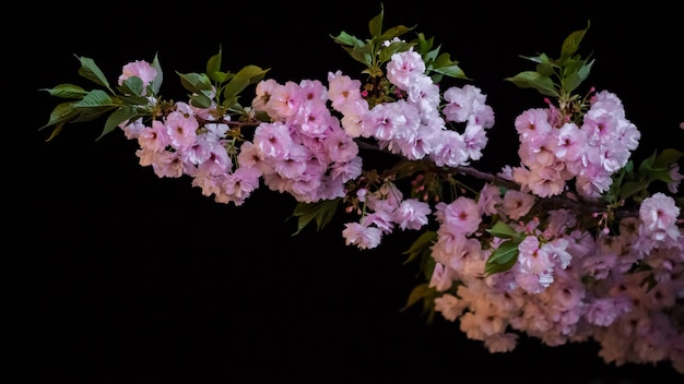 일본 사쿠라 벚꽃
