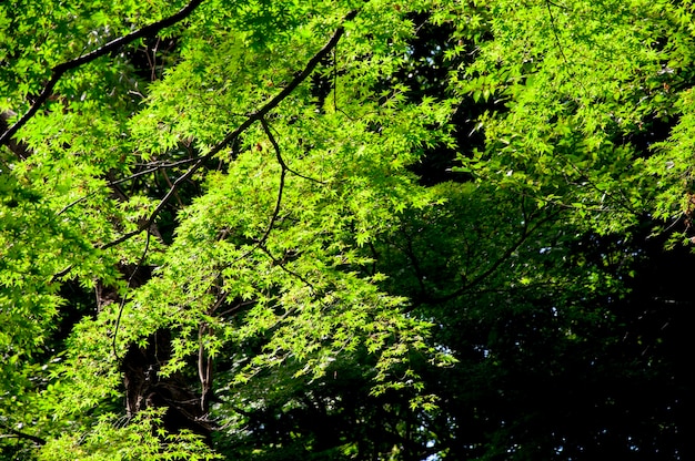 Japan Tokyo Sensoji Temple Kaminarimon shopping street rainy day green maple trees