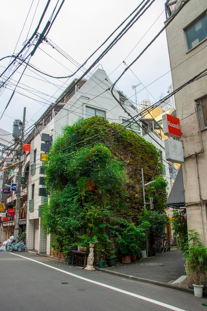 日本 東京 新宿 忍び寄るつる 緑の建物 緑の壁