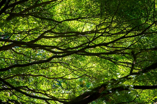 Foto japan tokyo shinjuku gyoen national garden park eeuwenoude pijnbomen pijnbomen