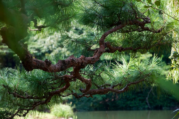 Japan Tokyo Shinjuku Gyoen National Garden park eeuwenoude pijnbomen pijnbomen