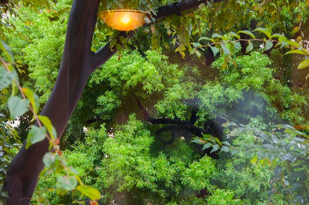 Japan Tokyo Shinjuku tranquil cafe windows plants greenery