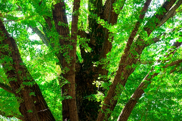 일본 도쿄 우에노 공원 여름 공원 푸른 나무 살구 나무