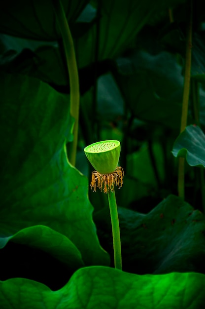 Japan Tokyo Ueno Park zomer Shinobu vijver elegante lotus