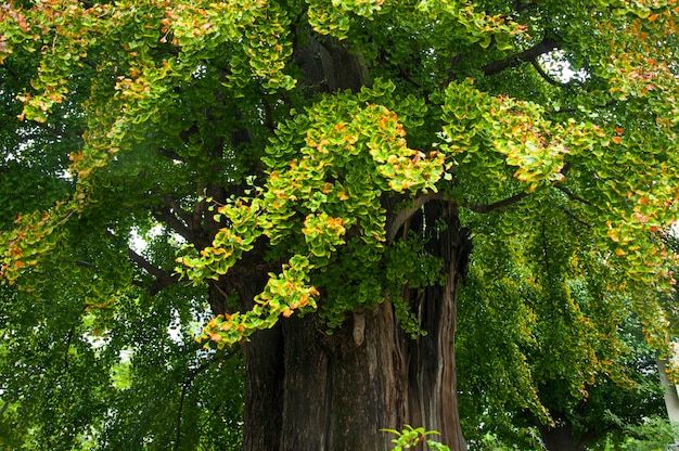 Japan Tokyo Ueno Park zomerpark groene bomen abrikozenbomen