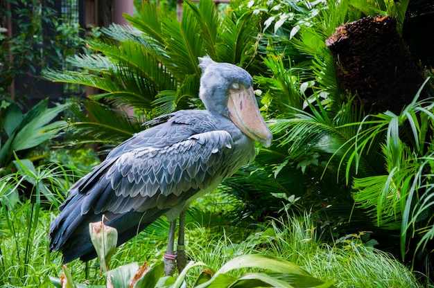 写真 日本東京上野動物園スター動物クジラビル