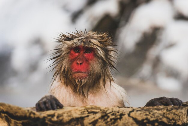 Japan, Yamanouchi, Jigokudani Monkey Park, portret van natte roodwangige makak