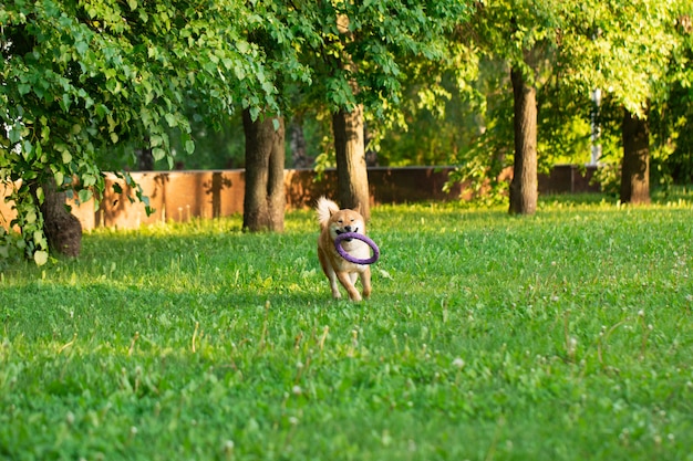 Japanease-hond rode Shiba die inu op het gras loopt