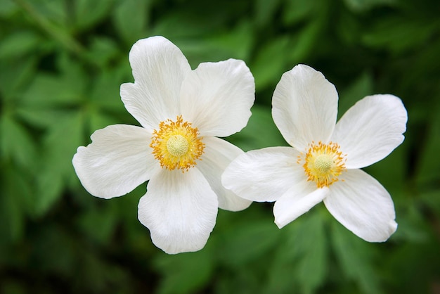 japanese anemone on green background