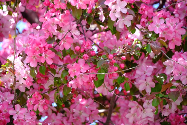 ピンクの花が咲く日本のリンゴの木明るい花の背景